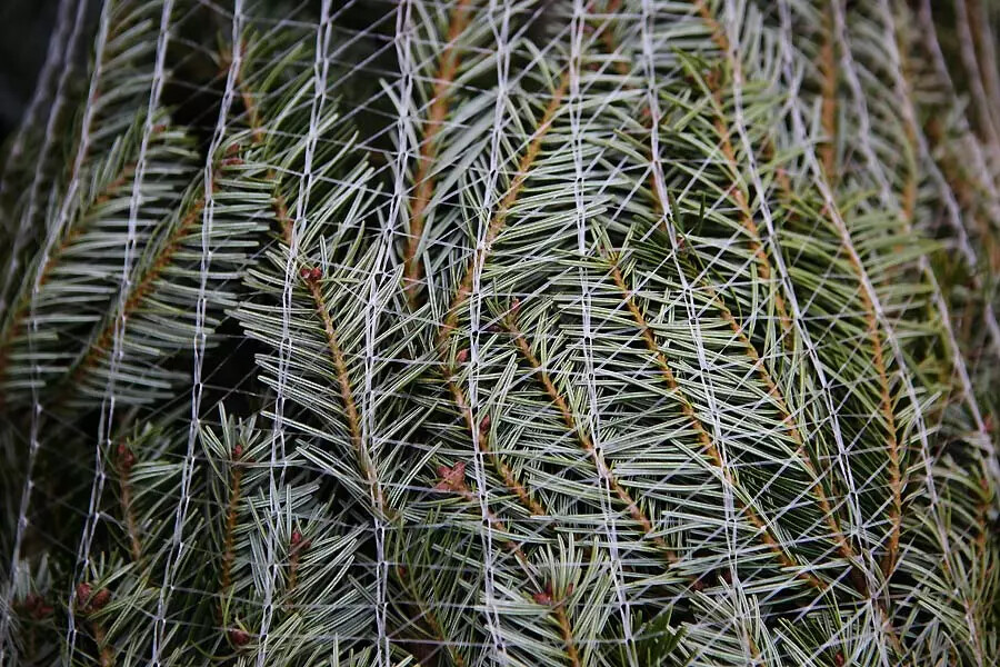 Coniferas protegidas con malla - catalogo viveristico