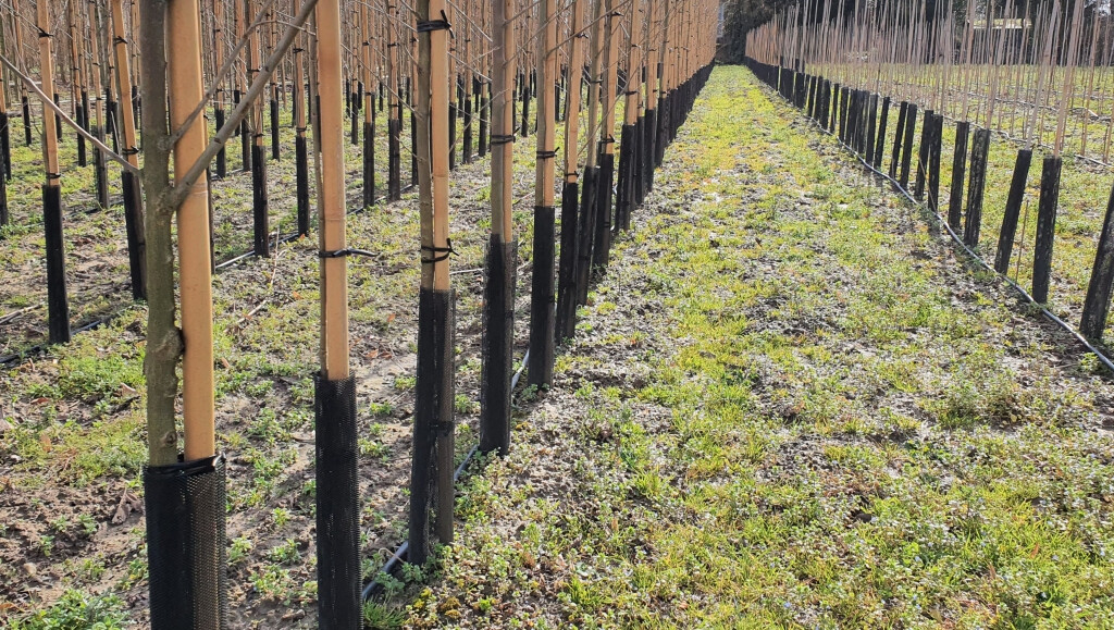 Vivero con protectores de arboles - catalogo general